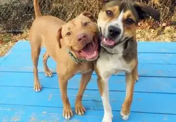 Why Do Dogs Wag Their Tails?