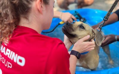 Adopting Your First Family Dog? Here’s What You Need To Know