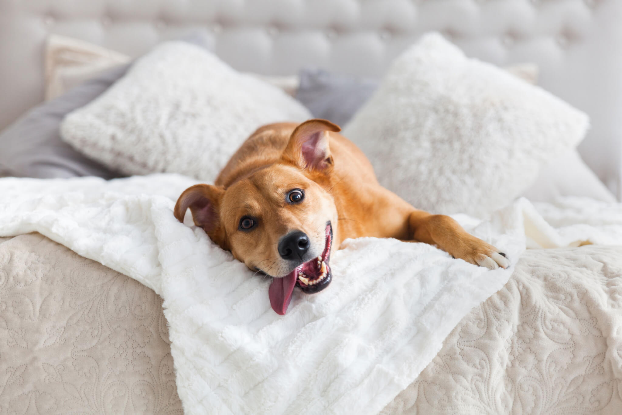 AdobeStock_232508265